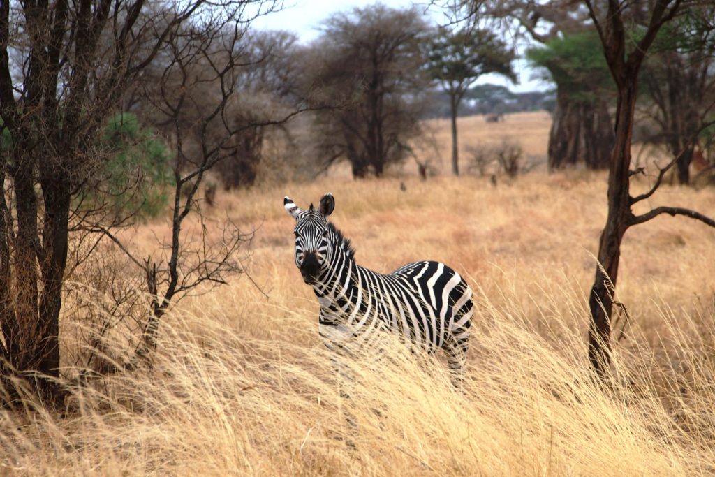 Voyage en plein coeur de la Savane : la Tanzanie